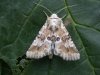 Butterflies and Moths at Rayleigh Mount (Mike Bailey) (37130 bytes)